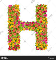 The human body is made up of several critical systems — one of which is the digestive system — that are essential to our health. Letter H Alphabet Made Image Photo Free Trial Bigstock