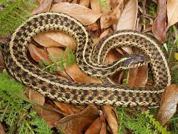 Eastern Garter Snake Snake Garter Lizard
