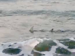 North Carolina Shark Attacks: Expert Advice