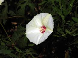 Image result for Merremia palmata