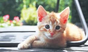 Psikopatlar Kedi Dusmanidir Emre Akoz
