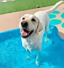 We provide personalized wellness care and preventative medicine for your pet including dentistry and oral care, surgery i can even see a difference in my cats demeanor coming to this office from our previous vet. Lakewood Ranch Pet Boarding Pet Paradise