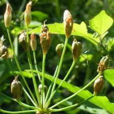 Image result for Nothoscordum borbonicum