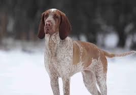 Image result for bernský honič