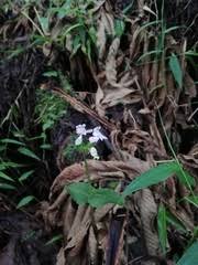 Image result for Disperis katangensis