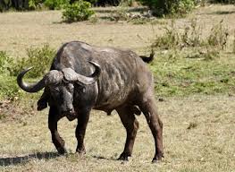 Wear brown, khaki or olive green colored clothes. List Of Kenya Safari Animals Which Animals Can We See In Kenya