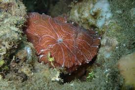 Image result for Micractis