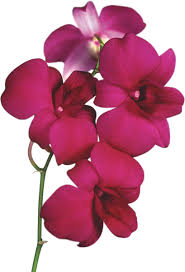 Gallery Recent Updates Flower Art Red Orchids Flower Wallpaper