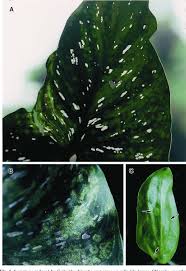 Canna lily balcony plants tall plants petunias plant leaves sunrise shapes yellow spring. Figure 1 From A Chlorotic Spot Disease On Calla Lilies Zantedeschia Spp Is Caused By A Tospovirus Serologically But Distantly Related To Watermelon Silver Mottle Virus Semantic Scholar