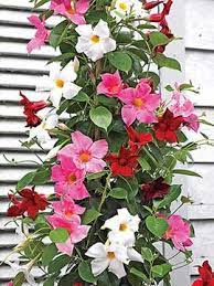 At first i thought it was some sort of trumpet vine, but it is more of a bush than a vine and the leaves weren't right for trumpet vines. Mandevillas Are Choice Tropical Vines That Produce Long Lasting Waxy Blooms All Summer On Vines Of Glossy Dark Gre Flowering Vines Garden Vines Mandevilla Vine