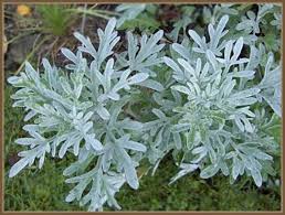 Sweet Wormwood Herbs Bf1 Wormwood Plant Low Water Gardening Medicinal Herbs