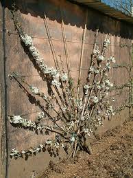 The clean lines of a beautifully espaliered fruit tree is a thing of beauty in winter. Thornhayes Consultancy Devon Grower For Specimen Trees Specialist Fruit Trees And Ornamental Trees Growing Trained Fruit Trees