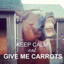 This Is Probably What Red Thinks 24 7 Horses Horse Quotes Art Quotes Funny