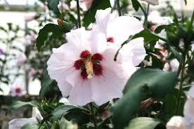 Gartenhibiskus für die oase im garten zu verkaufen. Hibiskus Eibisch Mathilda Kaufen Garten Von Ehren Qualitat Seit 1865 Garten Von Ehren