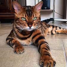 foto s krasivym kotom leopardovogo okrasa kartinki foto zhivotnye koty leopard bengalskaya koshka koshki krasivye koshki domashnee zhivotnoe bengalskaya koshka