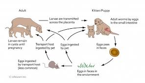 They are not visible to the human eye. Roundworm Infection In Cats Vca Animal Hospital