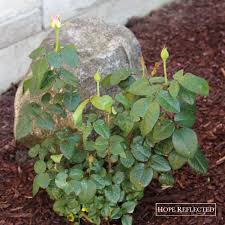 Hybrid tea rose 'pink promise'. Roses Rosa Hybrid Pink Promise Tea Rose Hope Reflected