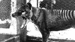 Early pliocene to holocene thylacines in washington d.c. Tasmanian Tiger Sightings Raise Questions About Extinct Australian Predator Cnn