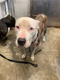 6 10 19 Urgent Pet Id K3 3243 Big Spring Tx This Shelter Releases Very Little Shelter Dog Pictures Animal Shelter Shelter Dog Photography