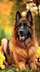 Maybe you would like to learn more about one of these? German Shepherd German Dog Dogs Shepherd Police Leaves Hd Mobile Wallpaper Peakpx