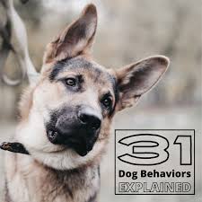 You must provide proper care to any animal you keep as a pet. 31 Dog Behaviors And What They Mean Pethelpful