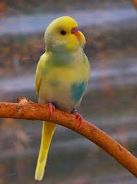 Beautiful Pastel Parakeet Muhabbet Kuslari Papaganlar Hayvanlar