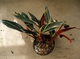 Image result for Ktenante Ctenanthe