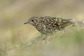 Image result for トラツグミ