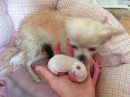 For tips in choosing which puppy from a litter is best for your family situation, we have a process for choosing a chihuahua puppy, including a download form to help with the process or comparing different pups. Beautiful Chihuahua Chihuahua Puppies Baby Chihuahua