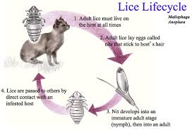 Image result for lice life cycle