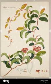 Image result for Tetracera