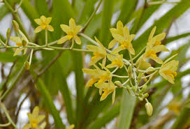 Image result for Ansellia