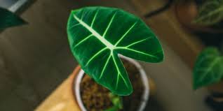 Setiap tanaman hias ini memiliki nama populernya tersendiri serta nama latinnya. 15 Jenis Alocasia Yang Diburu Pecinta Tanaman Hias Termasuk Jacklyn Seharga Jutaan Merdeka Com