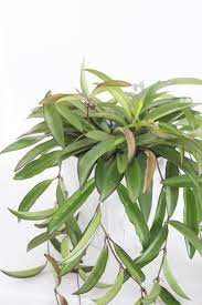 Hoya Longifolia China Beans Wax Plant Etsy Plants Hoya Plant Hanging Plants