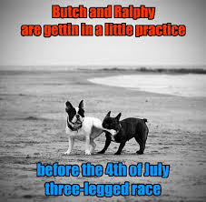 Fireworks' loud noise is their main problem for pets. I Has A Hotdog Fourth Of July Funny Dog Pictures Dog Memes Puppy Pictures Pictures Of Dogs Dog Pictures Funny Pictures Of Dogs Dog Memes Puppy Pictures Doge Cheezburger