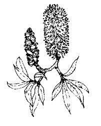 Drawing Banksia Integrifolia Google Search Australian Fauna Drawings Humanoid Sketch