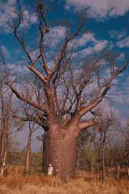 Boab Tree Baobab Tree Boabab Tree Big Tree
