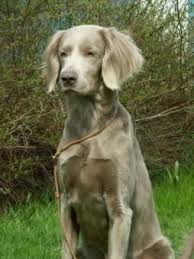 Pin By Dog Breeds On Longhaired Weimaraner Weimaraner Unique Dog Breeds Dog Breeds