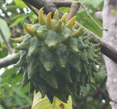 Biriba Rollinia Deliciosa Or Wild Sweetsop Buah