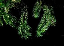 Image result for Huperzia afromontana