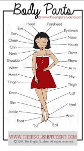 A part of hearst digital media women's health participates in various affiliate marketing programs, which means we may get paid commissions on. Body Parts English For Life