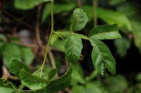 Image result for Paullinia pinnata