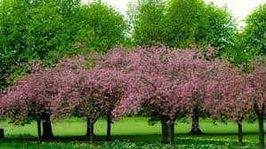 Spring season hd desktop wallpaper for k ultra hd tv wide 5616×3696. Spring Season Free Stock Photos Download 6 631 Free Stock Photos For Commercial Use Format Hd High Resolution Jpg Images