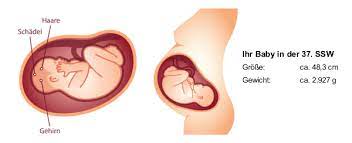 Ssw bis zur geburt sind es noch etwa drei wochen. 37 Ssw Schwangerschaftswoche Baby Gewicht Geburt In 37 Ssw
