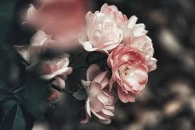 Check spelling or type a new query. Best Floral Arrangements For The Grieving Friend Bn1 Magazine
