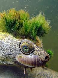 Some Weeds Have Grown On The Head Of This Mary River Turtle Creating The Illusion Of A Green Crest River Turtle Animals Animals Beautiful