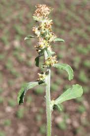 Image result for Gnaphalium polycaulon