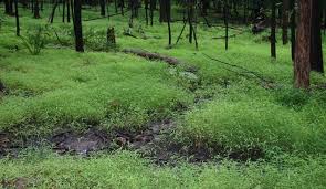 Image result for Microstegium