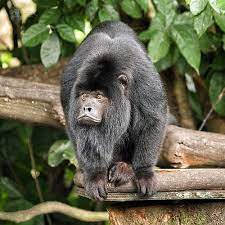Male Black Howler Monkey Howler Monkey Cuddly Animals Monkey