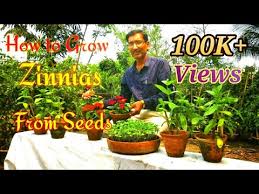 Zinnia The Best Flower To Grow In Summer Months Growing Zinnia From Seeds Youtube